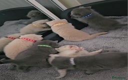 British Shorthair cats for sale: Pretty British shorthair  - Image 17