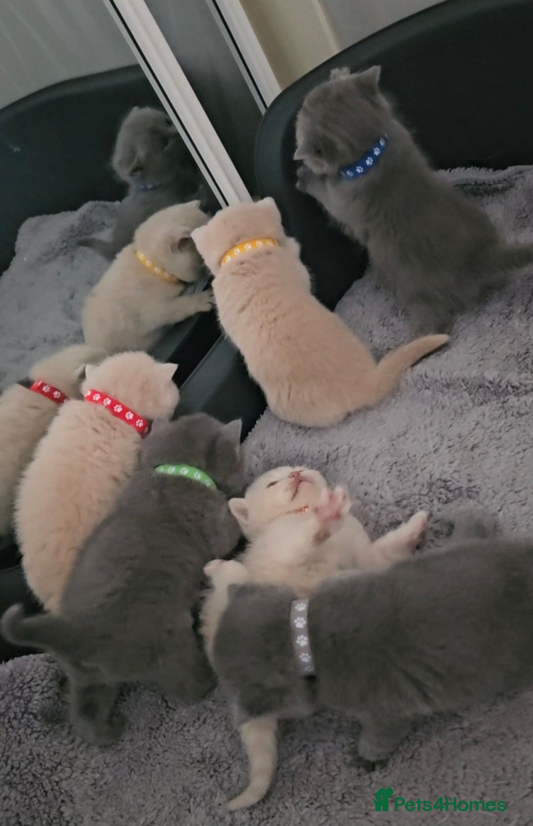 British Shorthair cats for sale: Pretty British shorthair  - Image 17