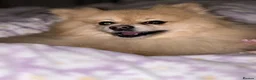 Pomeranian dogs for stud: STUD Male Pomeranian - Advert 6