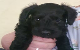Mixed Breed dogs for sale: SCHNOODLE PUPPIES  - Image 5