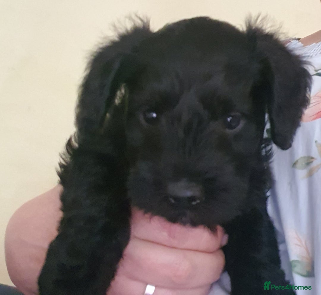 Mixed Breed dogs for sale: SCHNOODLE PUPPIES  - Image 5