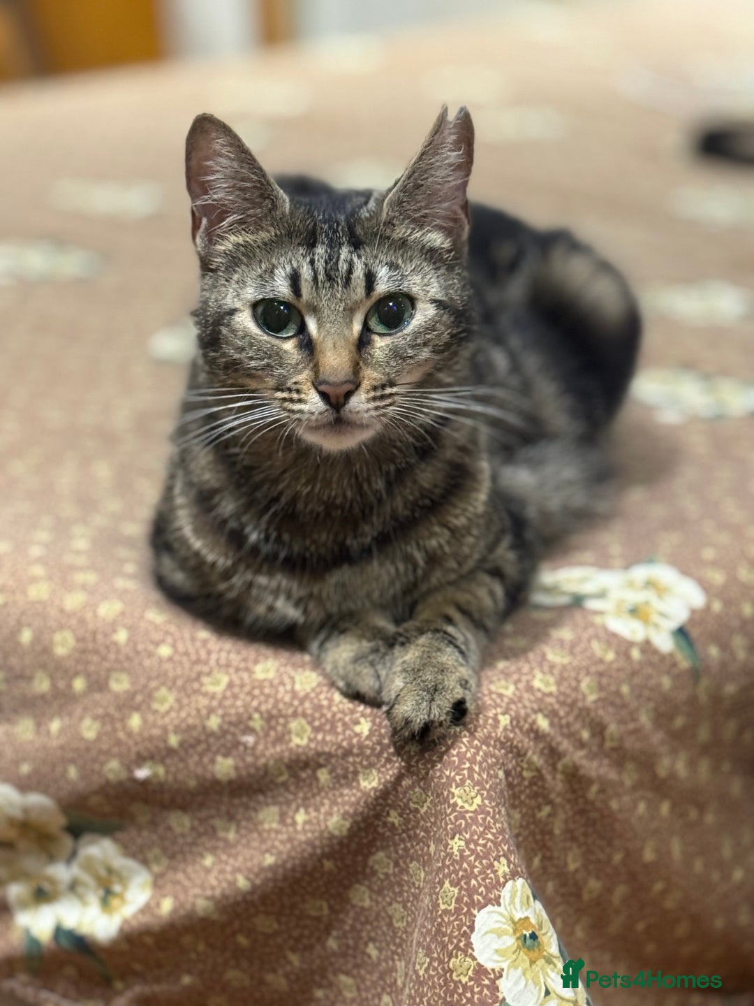 Mixed Breed cats for sale: Tuxedo/tabby mix bread cat - Image 6