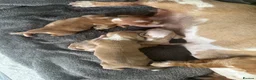 Miniature Dachshund dogs for sale: Beautiful unique miniature Dachunds  in Selby - Advert 2