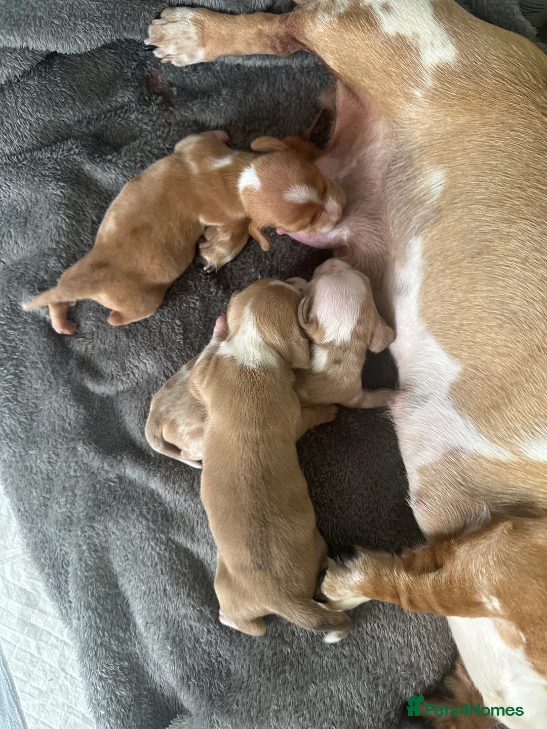 Miniature Dachshund dogs for sale: Beautiful unique miniature Dachunds  in Selby - Advert 2