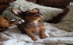 Russian Toy Terrier dogs for sale: Russian Toy Puppies  - Image 12