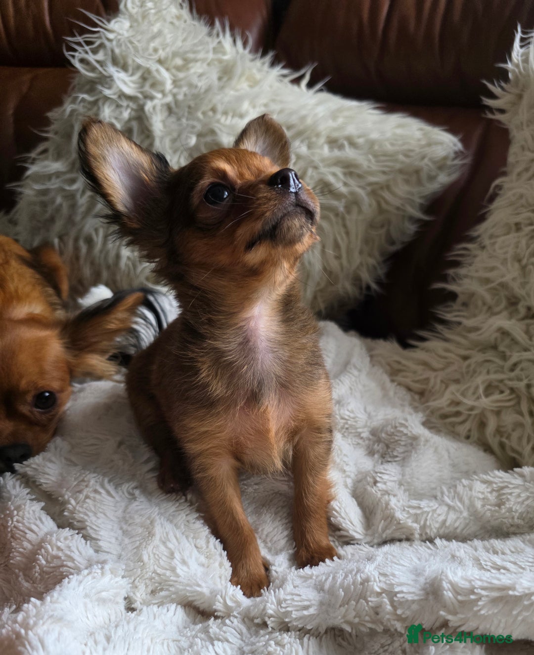 Russian Toy Terrier dogs for sale: Russian Toy Puppies  - Image 12