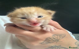 Mixed Breed cats for sale: Gorgeous kittens💗 - Image 5