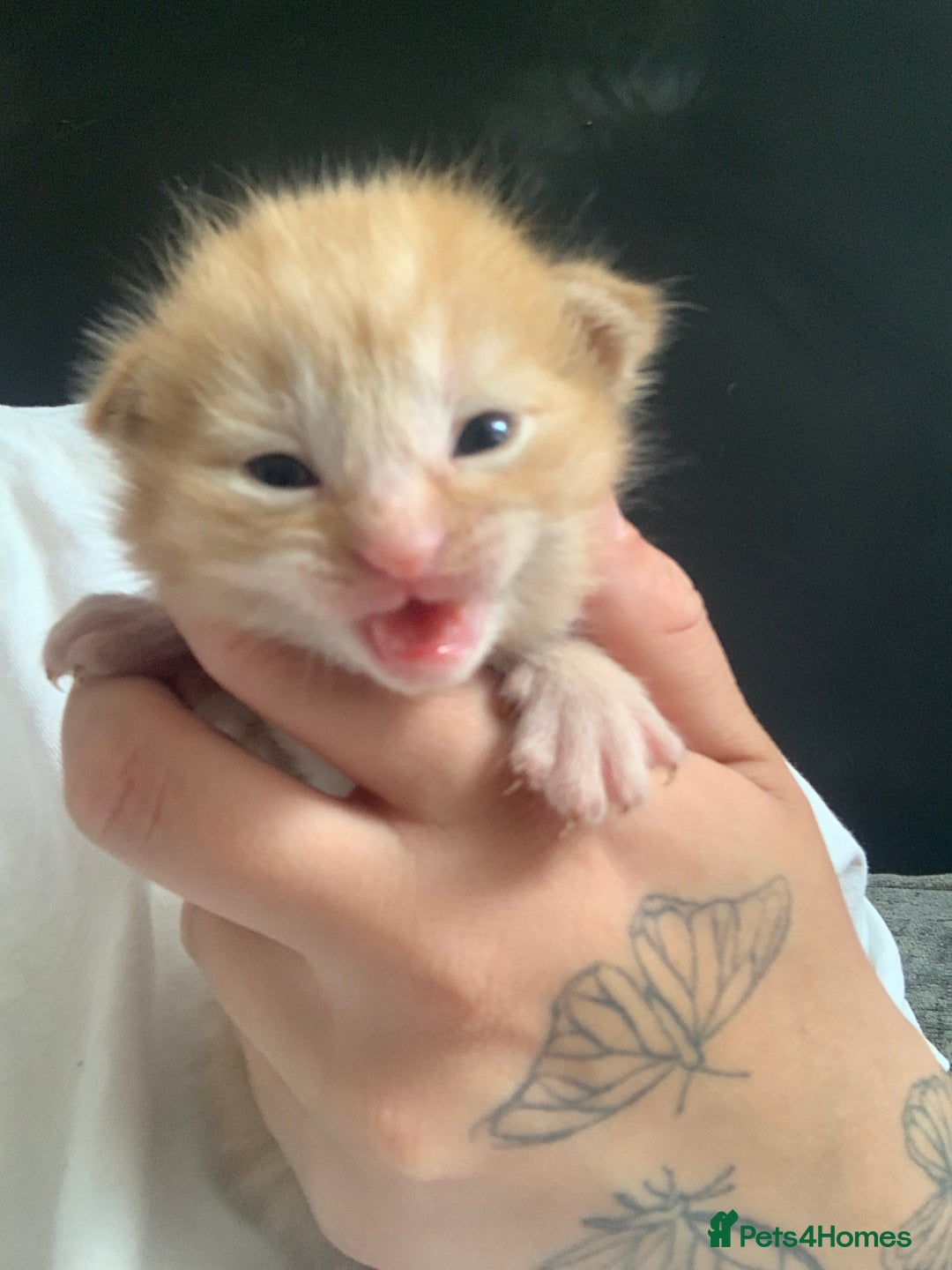 Mixed Breed cats for sale: Gorgeous kittens💗 - Image 5