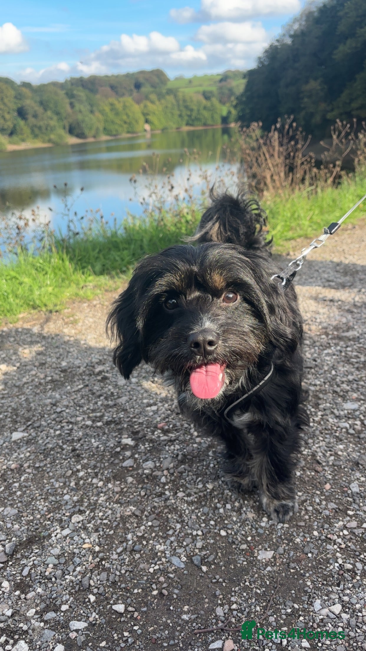 Mixed Breed dogs 10-month-old Yorkie x Maltese x Cockapoo - Advert 1