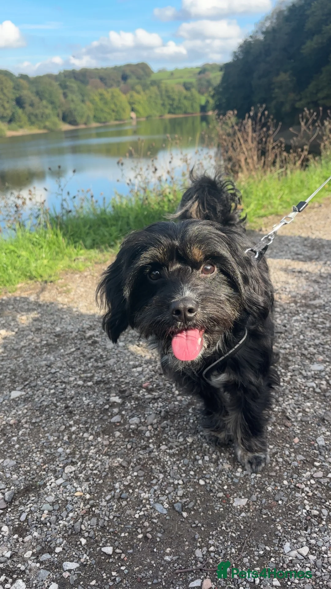 Mixed Breed dogs for sale: 10-month-old Yorkie x Maltese x Cockapoo in Newcastle - Advert 1