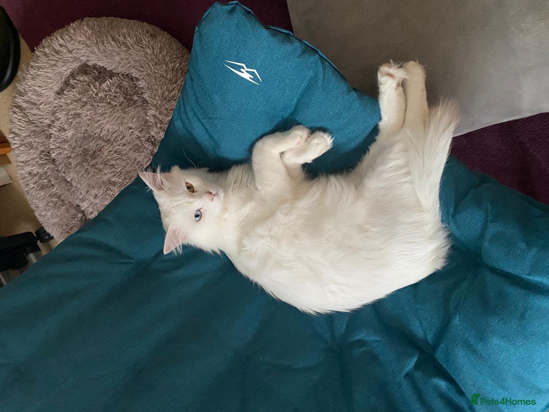 Mixed Breed cats for adoption: 🐾 Meet Indoor cat Maxey  - Image 4