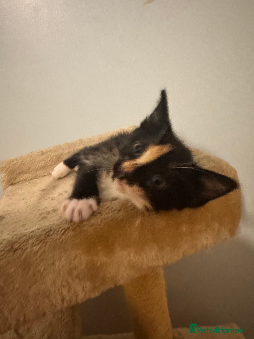 Domestic Shorthair cats for sale: 3 kittens for sale - Advert 4