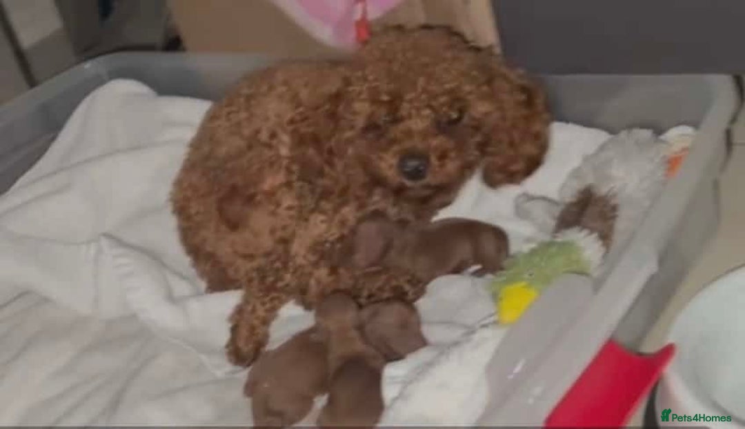 Toy Poodle dogs for sale: Poodles 🩷💙 - Advert 6