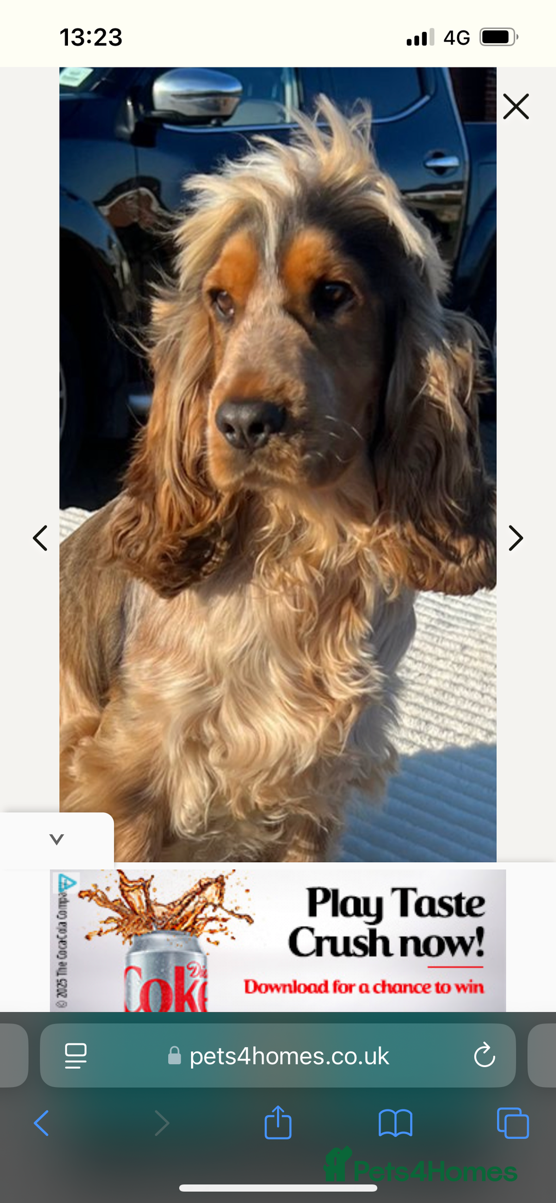 Cocker Spaniel dogs for sale: Show cocker spaniel  - Image 9