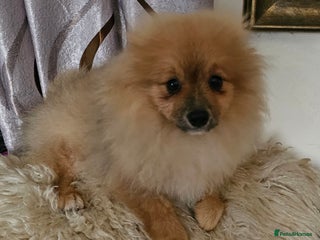 Pomeranian dogs 1 Pomeranian Puppy - Advert 11