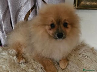 Pomeranian dogs 1 Pomeranian Puppy - Advert 4