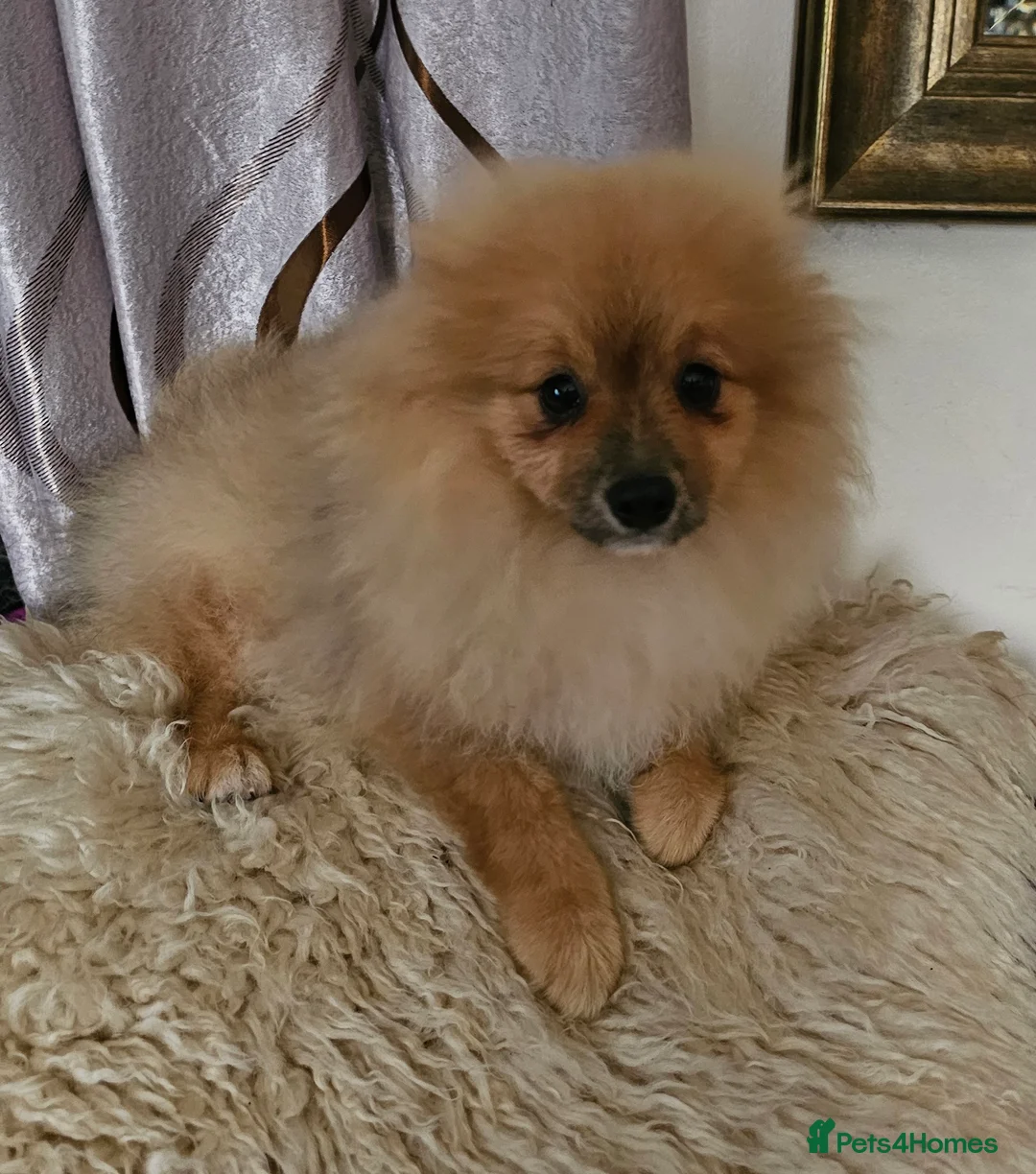 Pomeranian dogs for sale: 1 Pomeranian Puppy  - Advert 1