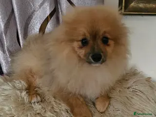 Pomeranian dogs 1 Pomeranian Puppy - Advert 8