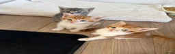 Mixed Breed cats for sale: 3 kittens  in Ipswich - Advert 2