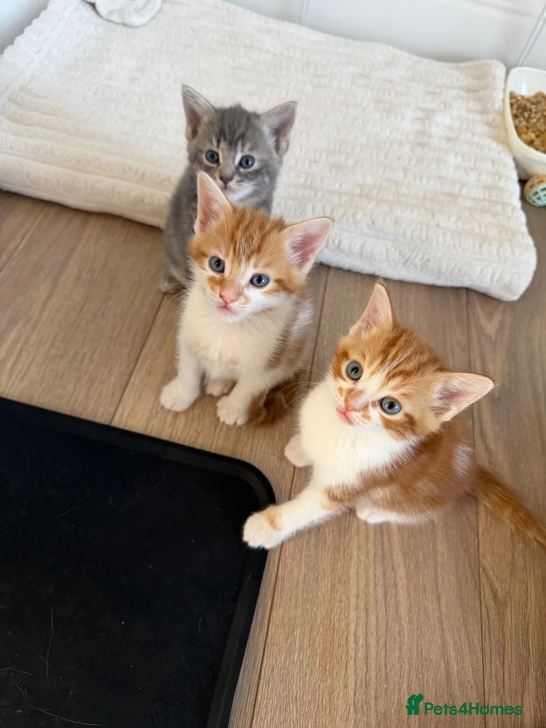 Mixed Breed cats for sale: 3 kittens  in Ipswich - Advert 2