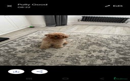 Cavapoo dogs for sale: lovely male 2 years old cavapoo  - Image 4