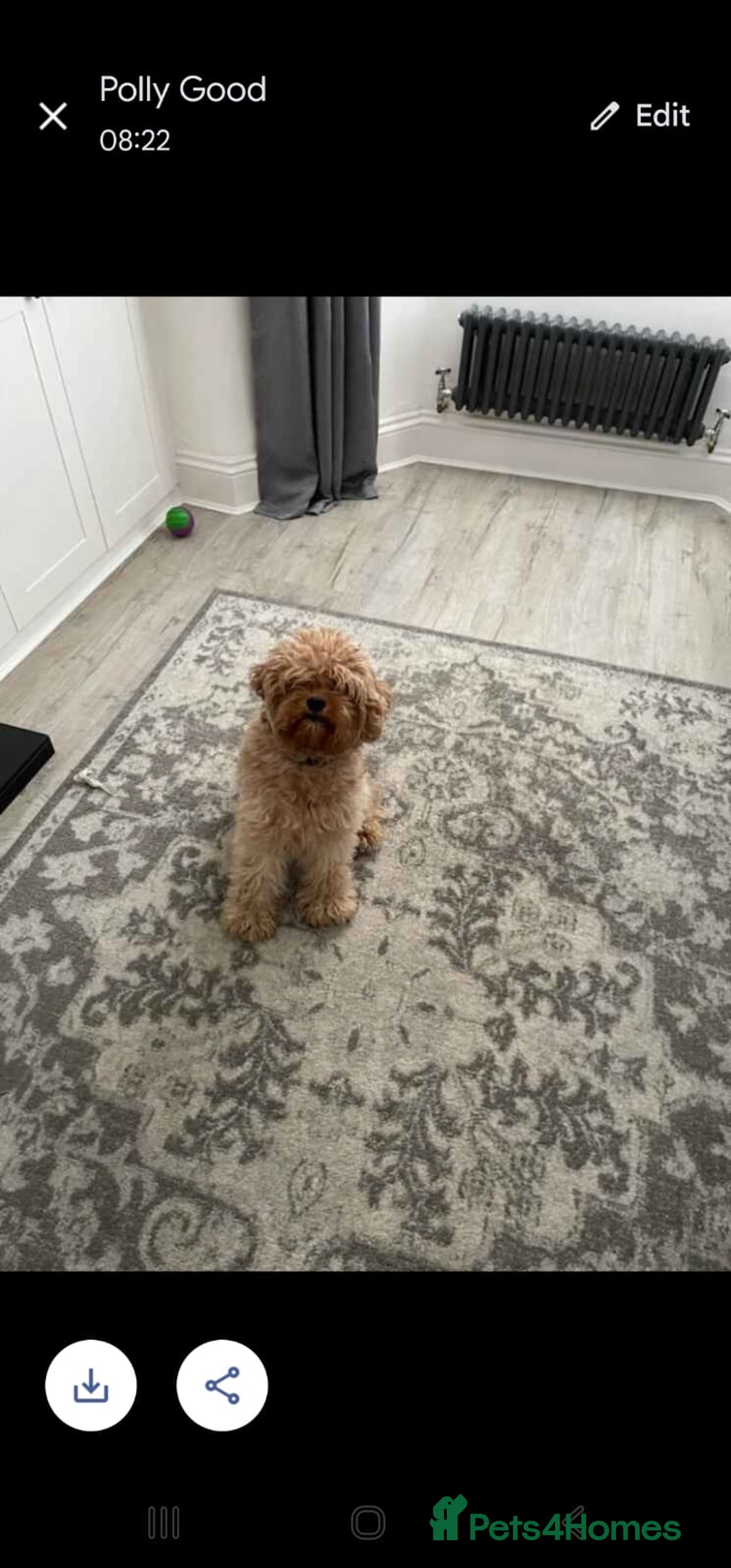 Cavapoo dogs for sale: lovely male 2 years old cavapoo  - Image 4