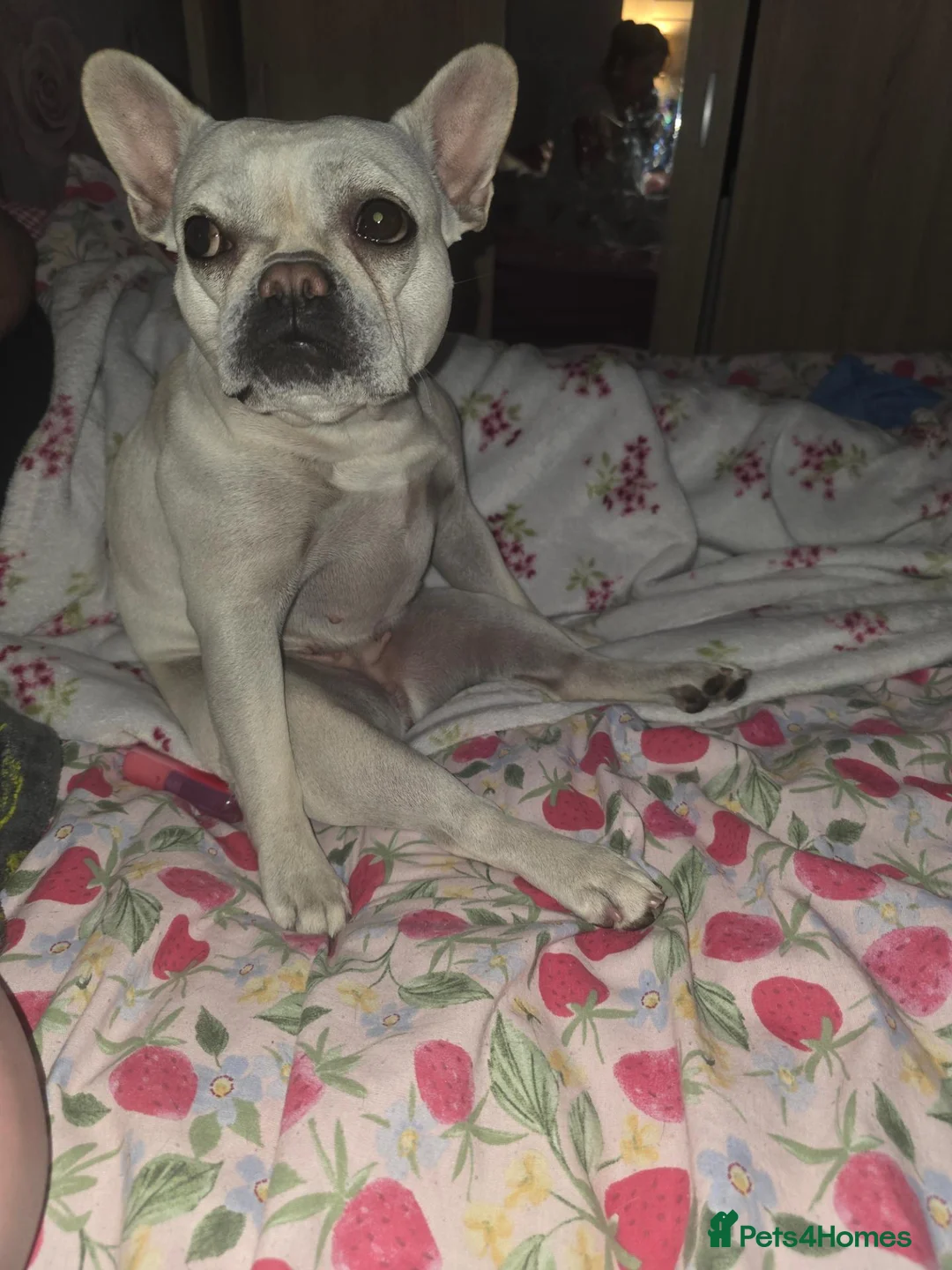 French Bulldog dogs for sale: 2 French bulldogs for rehoming in Burton-on-Trent - Advert 2