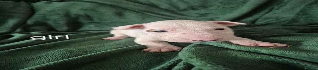 Beans girl