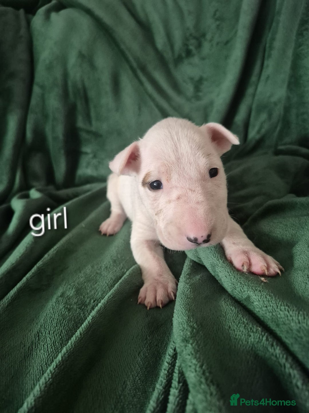 English Bull Terrier dogs for sale: Ready to leave now 7 English Bullterrier puppys - Image 32