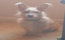 Jack Russell dogs for sale: Jack Russell puppies  - Image 3