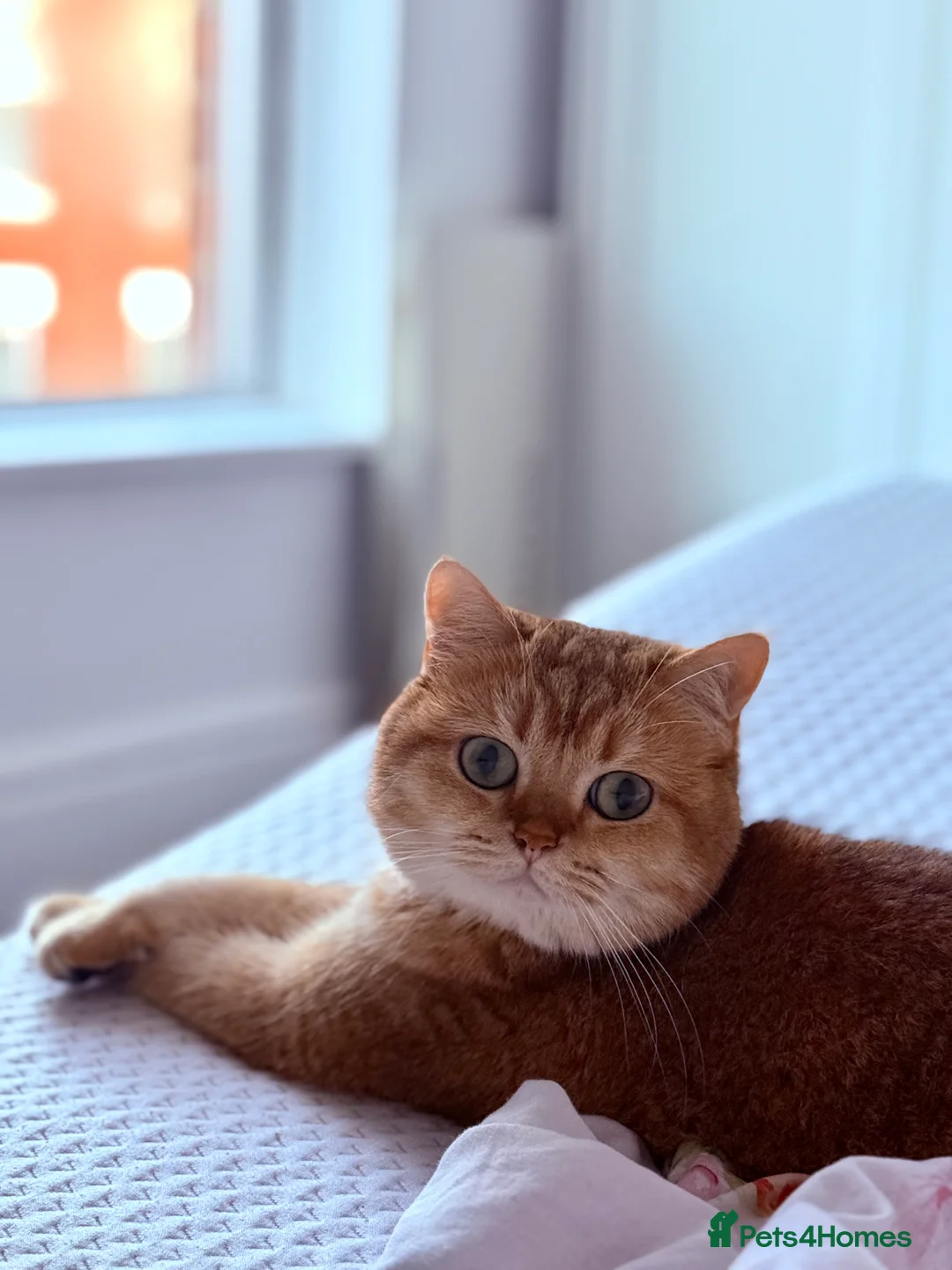 British Shorthair cats for stud: Gold BRI ny12 Stud in Derby - Advert 3