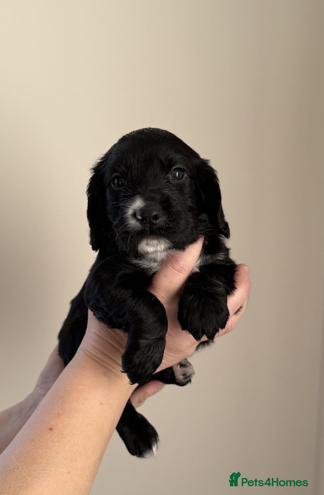 Cocker Spaniel dogs for sale: Working Cocker Spaniel puppies - Advert 2