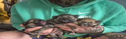 Pomeranian dogs for sale: 3 beautiful pomeranian boys  - Advert 11