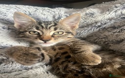 American Shorthair cats for sale: Female Kitten  - Image 1