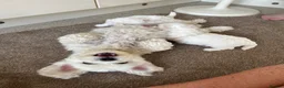 Maltese dogs for sale: Pedigree Maltese puppies in Derby - Advert 9