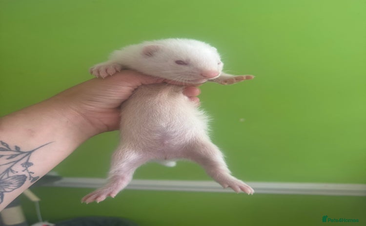 Ferret rodents - Advert 3