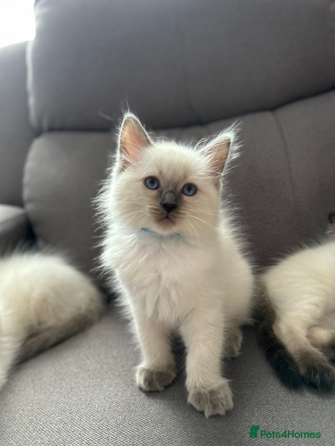 Ragdoll cats for sale: 😻 5 Beautiful Purebred Ragdoll Kittens 😻 - Image 30