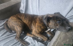 Staffordshire Bull Terrier dogs for sale: To good home - Image 14