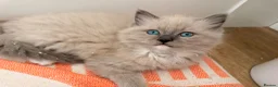 Ragdoll cats for sale: Beautiful ragdoll babies! 😻😻😻 - Advert 6
