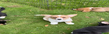 Light pink collar girl