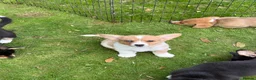 Welsh Corgi Cardigan dogs for sale: 🐶 3 pups left 🐶 Cardigan Corgi puppies 🐾 - Advert 26