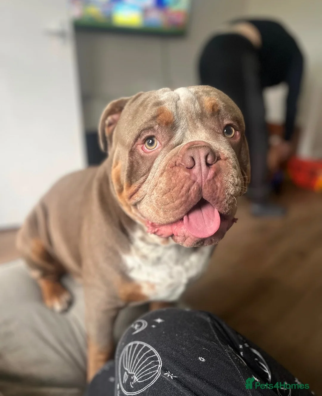 Olde English Bulldogge dogs for sale: Rhyno olde English bulldogge  - Advert 3