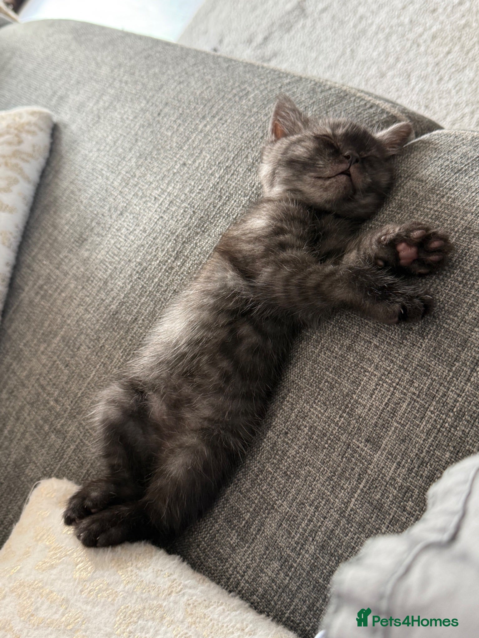 British Shorthair cats *** READY NOW*** British short hair  - Advert 1