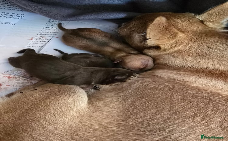 Chihuahua dogs - Advert 4