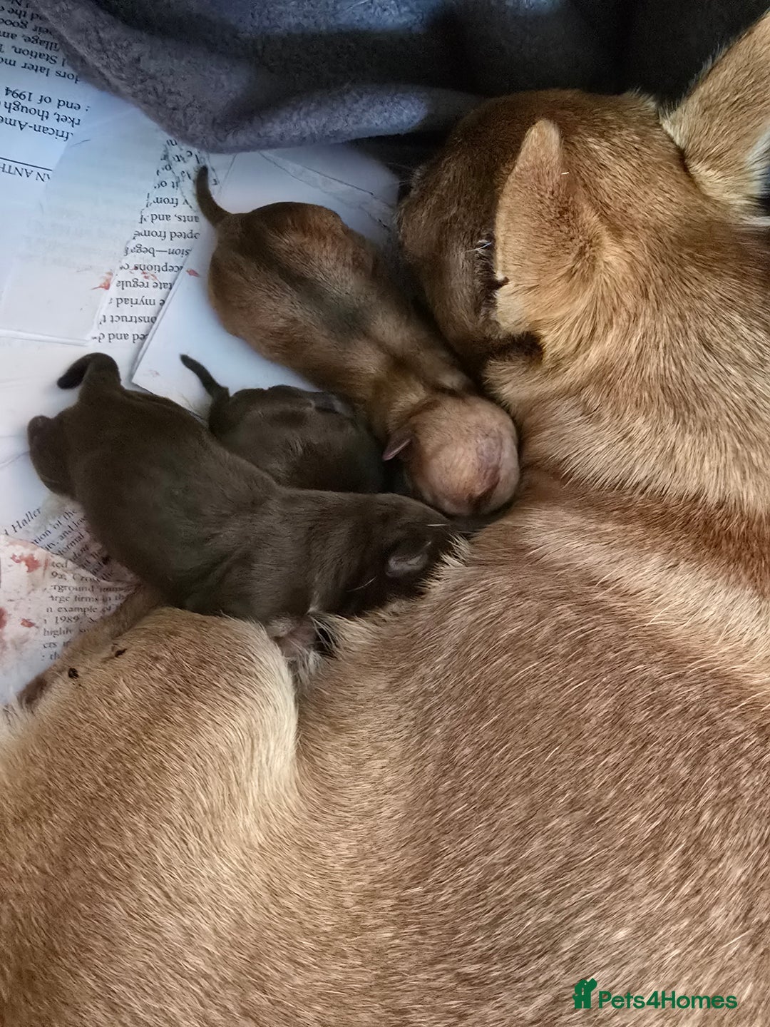 Chihuahua dogs for sale: EXCELLENT BLOODLINE SMOOTHCOAT CHIHUAHUA PUPPIES - Image 2