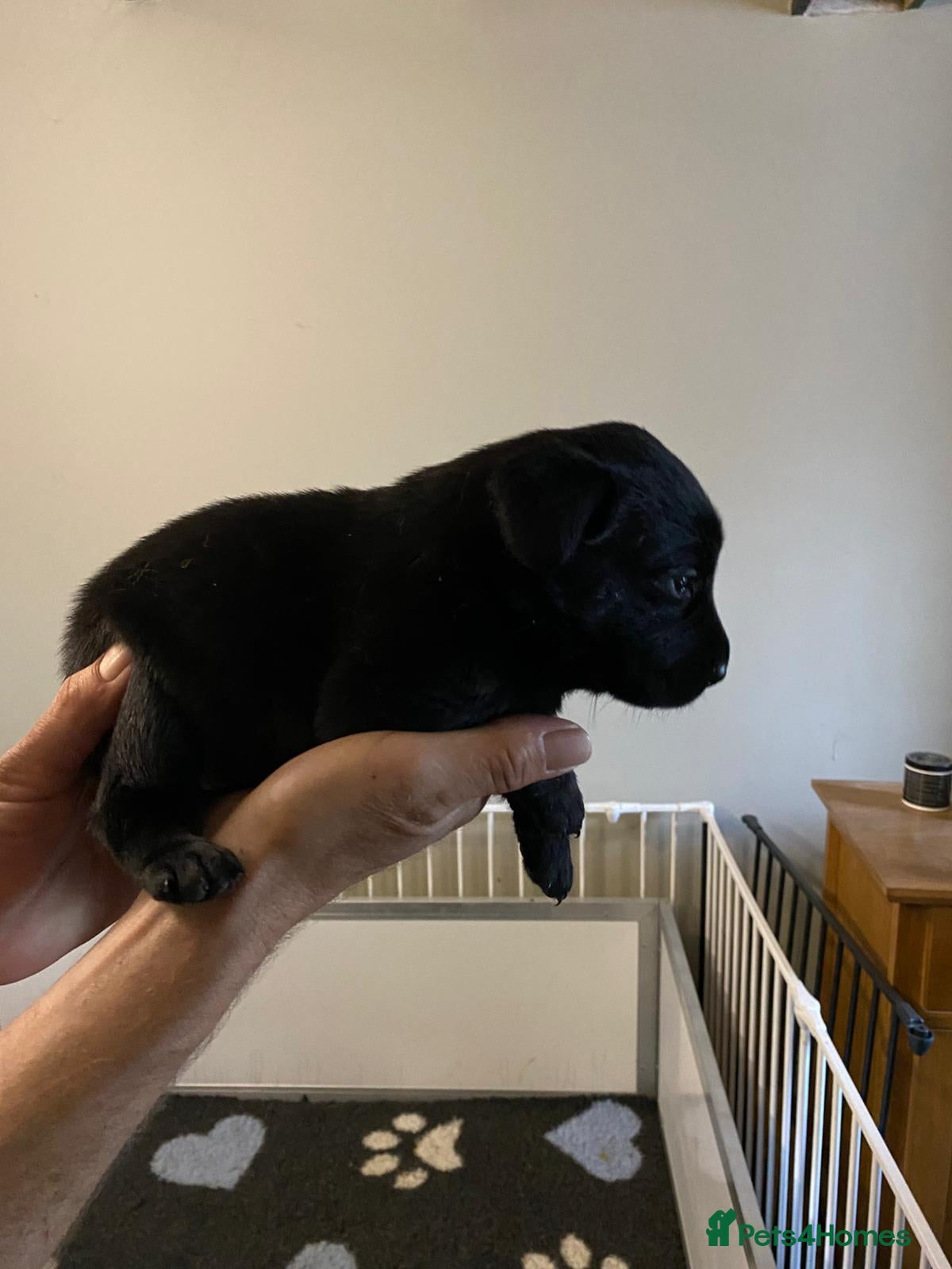 Labrador Retriever dogs Black Labrador Puppies KC REGISTERED  - Advert 4