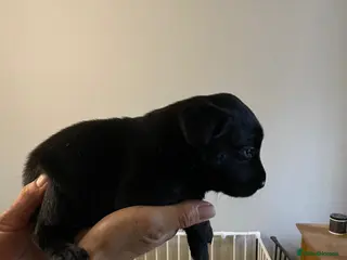 Labrador Retriever dogs Black Labrador Puppies KC REGISTERED - Advert 12