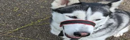 Mixed Breed dogs for sale: Husky x looking for a new home. - Advert 2