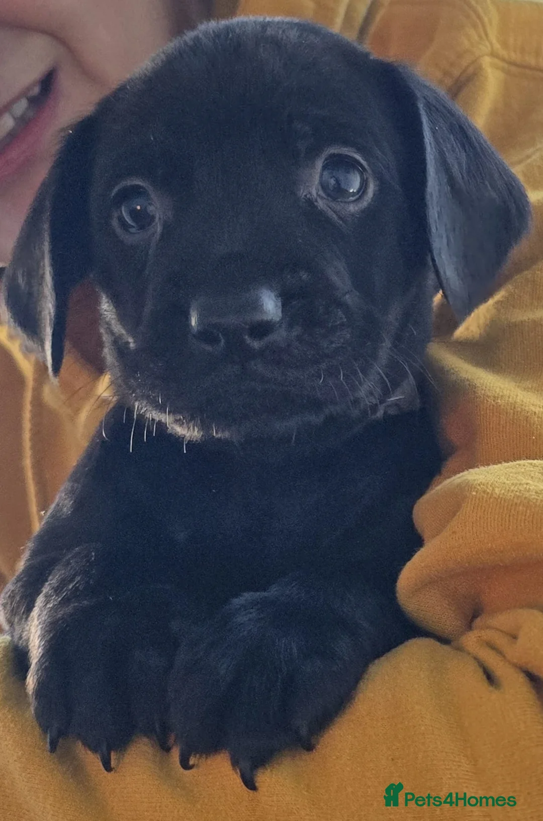 Mixed Breed dogs for sale: Rottweiler/Staffy x Sprocker - Advert 10