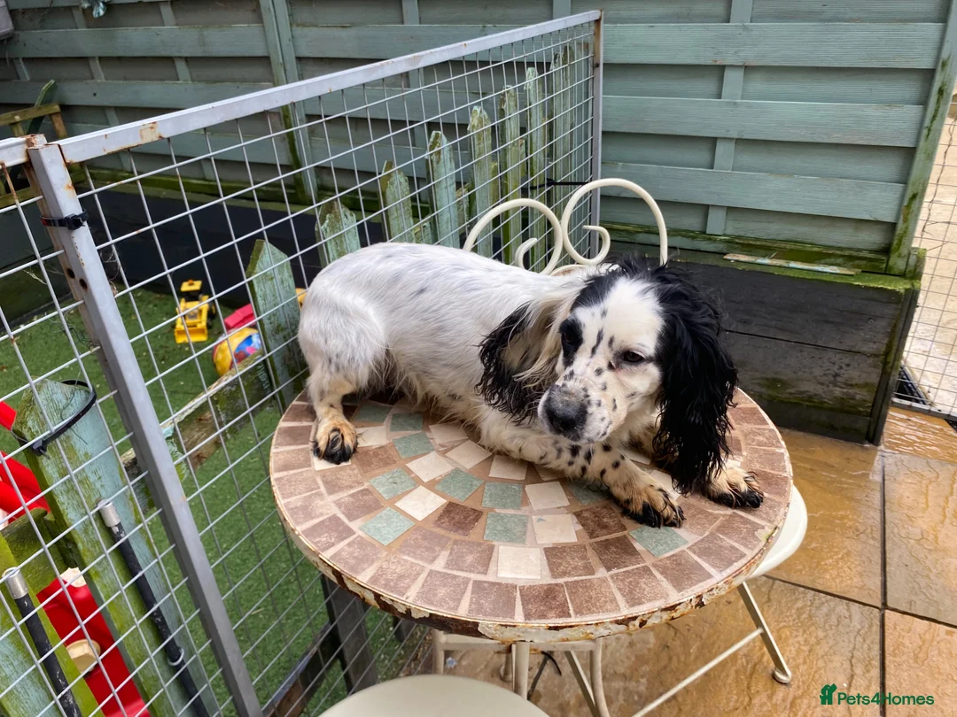 Cocker Spaniel dogs for sale: Trailered working cocker bitch - Advert 4